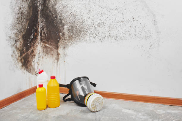 Best Home Mold Removal  in Purcellville, VA