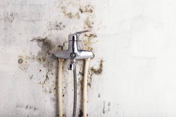 Best Mold Removal Company Near Me  in Purcellville, VA