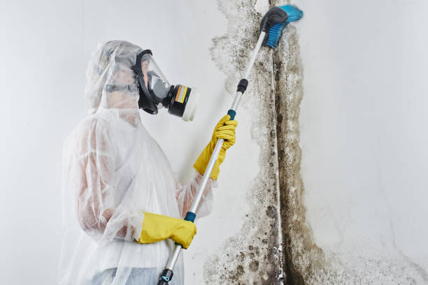 Best Best Mold Removal Companies  in Purcellville, VA