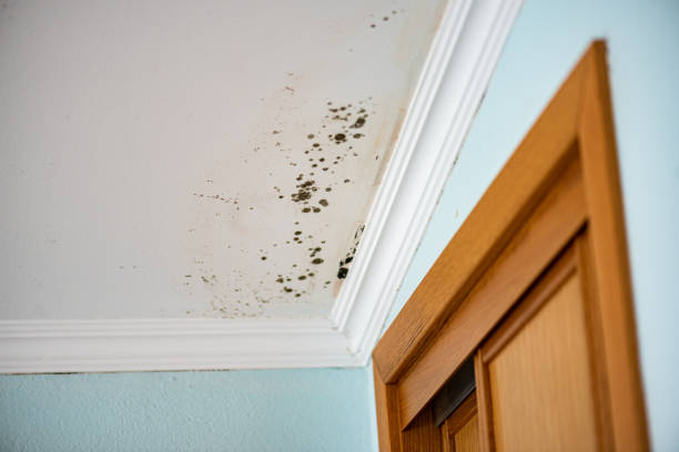 Best Mold Remediation  in Purcellville, VA
