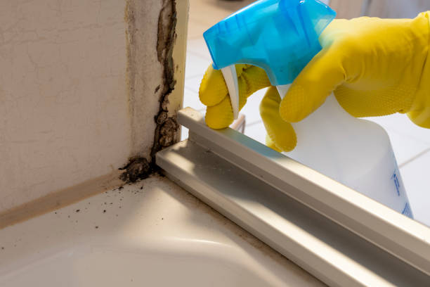 Best Office Mold Removal Services  in Purcellville, VA