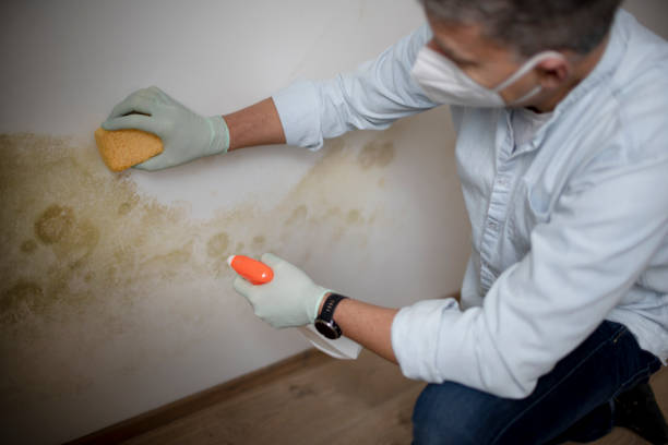 Best Same-Day Mold Removal  in Purcellville, VA