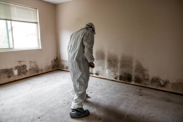 Best Residential Mold Removal  in Purcellville, VA