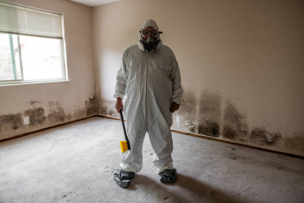 Best Affordable Mold Removal  in Purcellville, VA