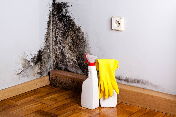 Best Attic Mold Removal  in Purcellville, VA