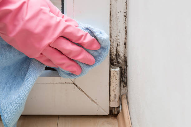 Best Mold Inspection  in Purcellville, VA